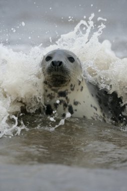 gri fok, halichoerus grypus