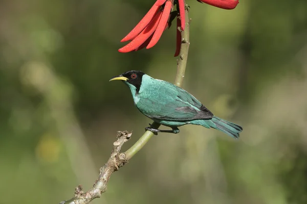 Groene suikervogel, chlorophanes spiza, — Stok fotoğraf