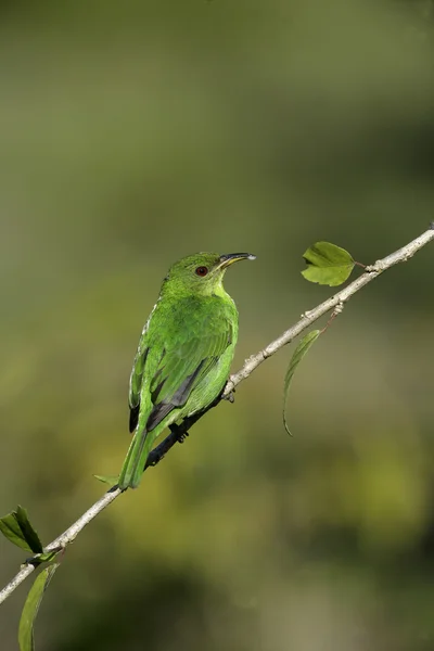 Zelená honeycreeper, chlorophanes spiza, — Stock fotografie