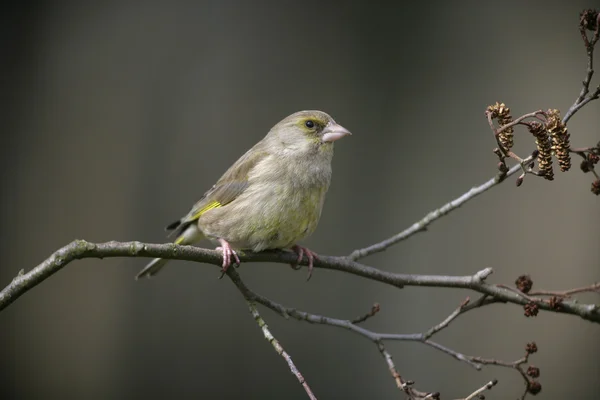 Verderón común, carduelis chloris — Foto de Stock