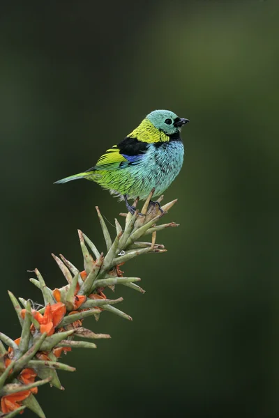 Yeşil başlı tanager, tangara seledon — Stok fotoğraf