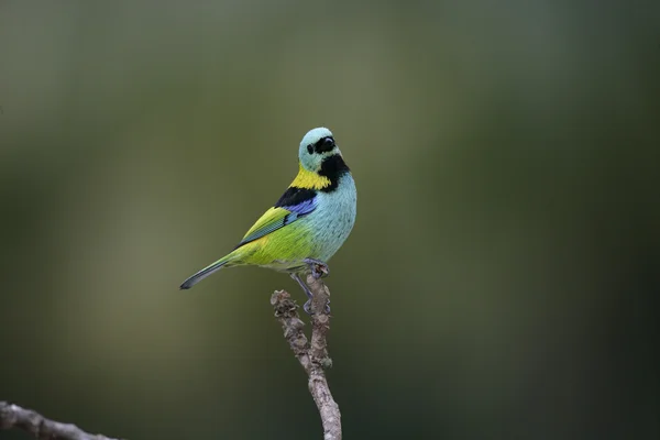 绿头的山雀，tangara seledon — 图库照片