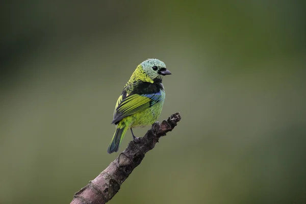 Tanager cabeza verde, Tangara Seledon — Foto de Stock