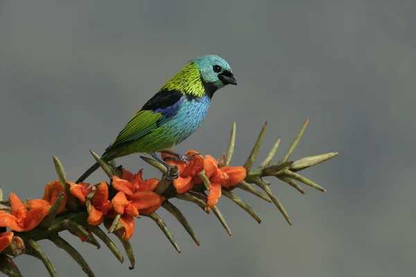 Tanager cabeza verde, Tangara Seledon —  Fotos de Stock