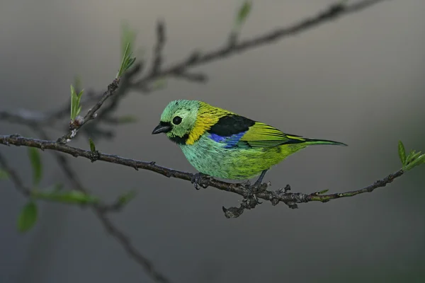 Grünkopf-Tanager, Tangara seledon — Stockfoto