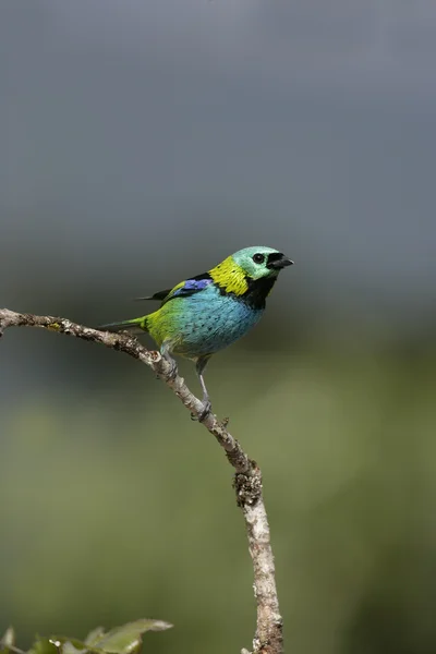 Tanager cabeza verde, Tangara Seledon —  Fotos de Stock