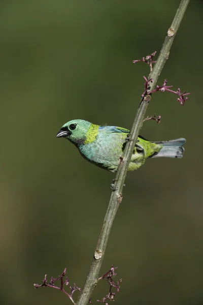 Tanager de cabeça verde, Tangara seledon — Fotografia de Stock