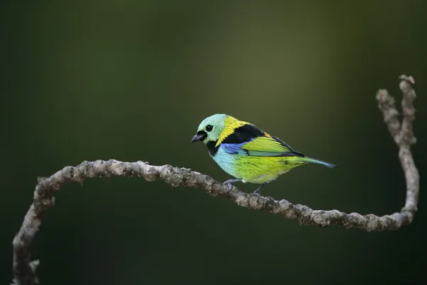 Tanager cabeza verde, Tangara Seledon —  Fotos de Stock