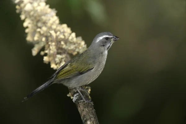 Vihreäsiipinen suolaliuos, Saltator similis — kuvapankkivalokuva