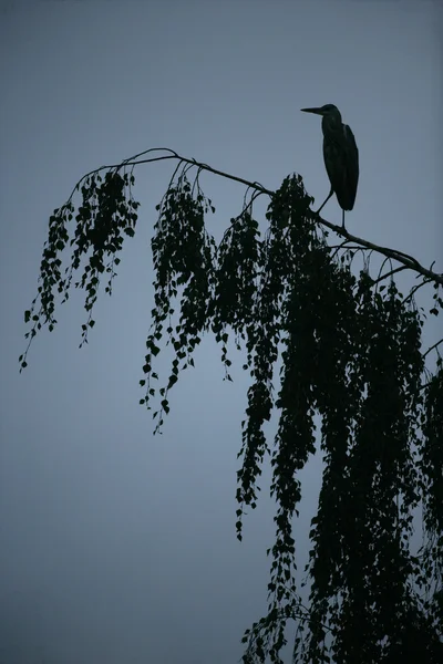 Сіра чапля, Ардеа Кінерія — стокове фото