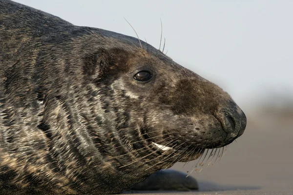 Grey seal, Halichoerus grypus — Stockfoto