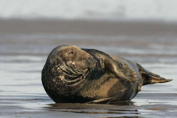 Grey seal, Halichoerus grypus — Stockfoto