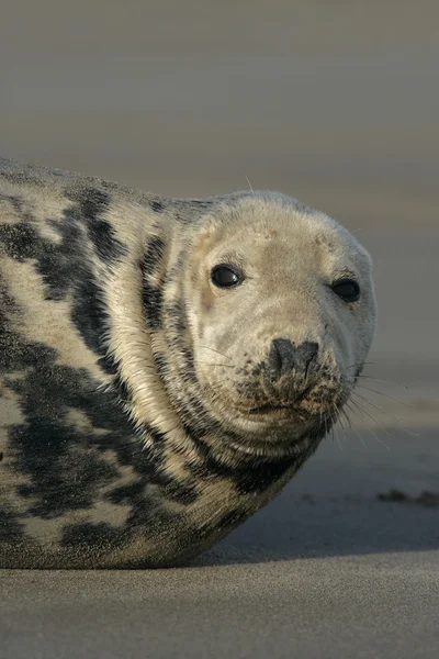 Sello gris, Halichoerus grypus — Foto de Stock