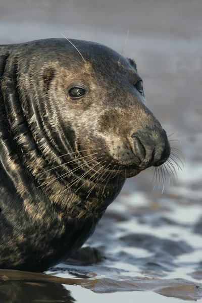 Grey seal, Halichoerus grypus — Stock Photo, Image