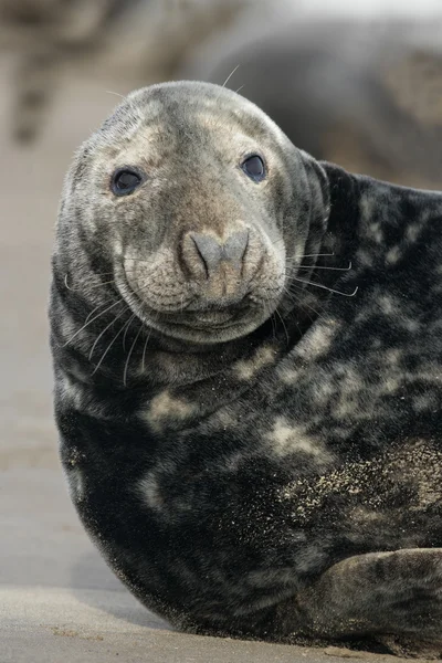 Abu-abu segel, Halichoerus grypus — Stok Foto