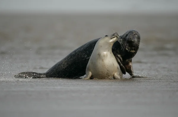 Grey seal, Halichoerus grypus — Stockfoto