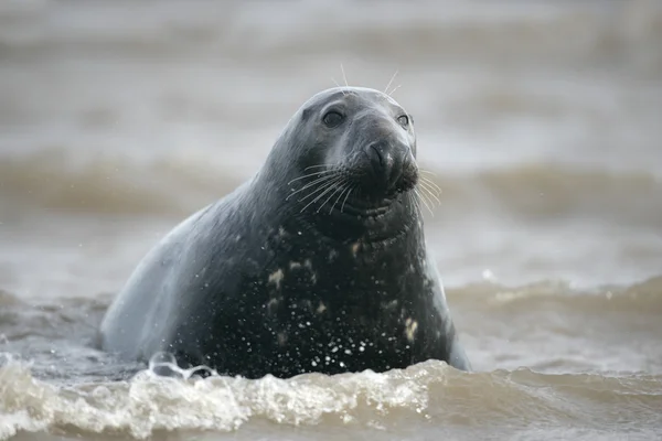 Серый тюлень, Halichoerus grypus — стоковое фото