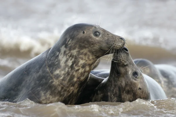 Grey seal, Halichoerus grypus — Stockfoto