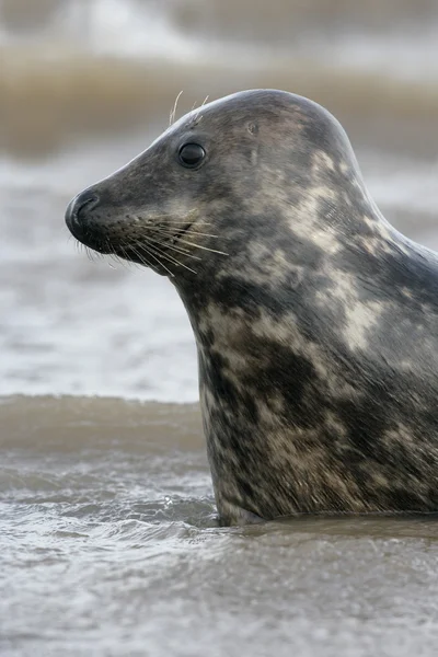 Gri fok, halichoerus grypus — Stok fotoğraf