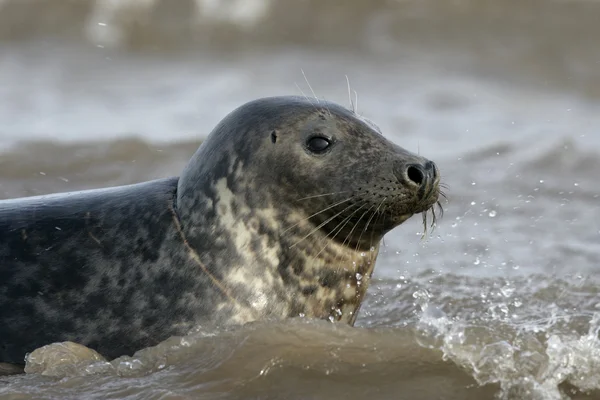 Gri fok, halichoerus grypus — Stok fotoğraf