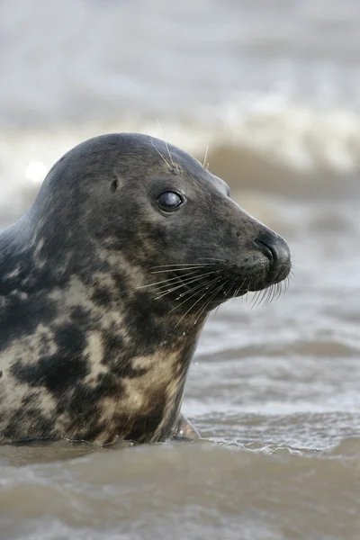 Grey seal, Halichoerus grypus — Stockfoto