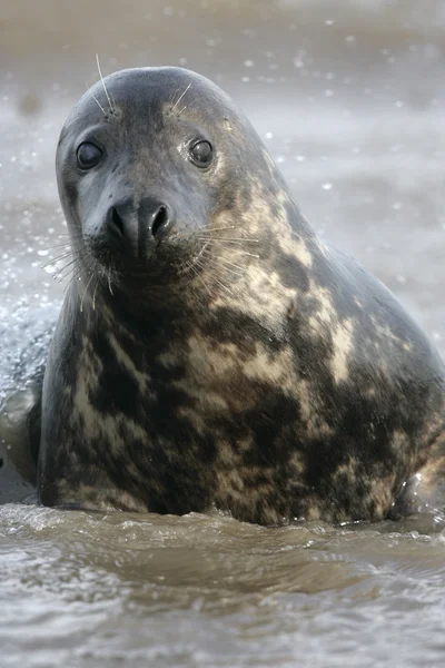 Серый тюлень, Halichoerus grypus — стоковое фото