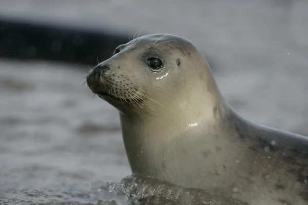 Sello gris, Halichoerus grypus — Foto de Stock