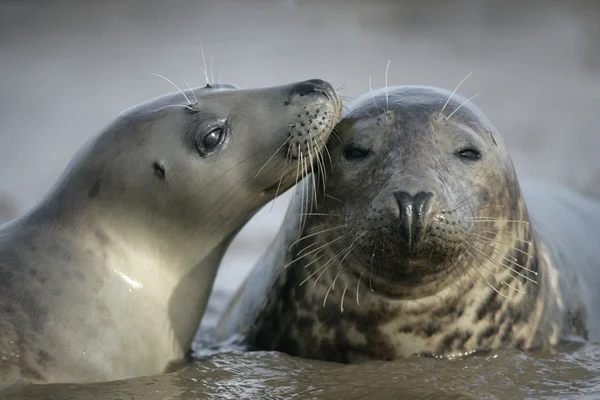 Grey seal, Halichoerus grypus — Stock Photo, Image