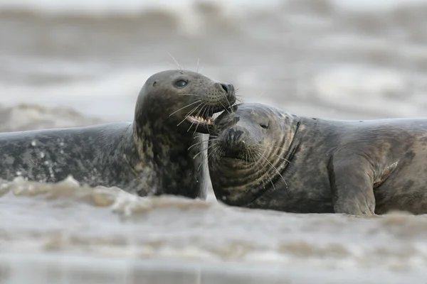 Grey seal, Halichoerus grypus — Stock Photo, Image