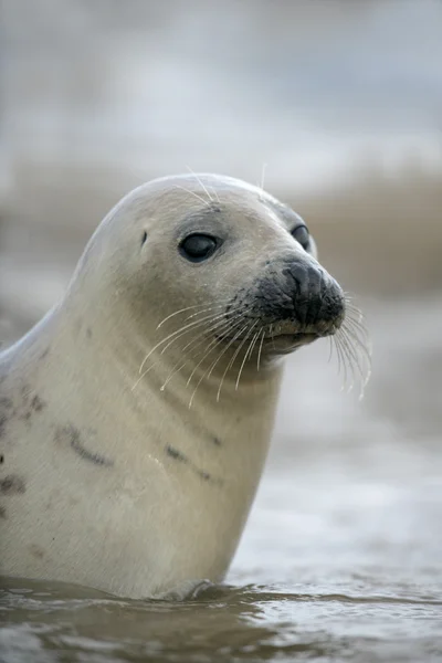 Grey seal, Halichoerus grypus — Stockfoto