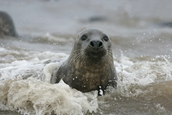 Серый тюлень, Halichoerus grypus — стоковое фото