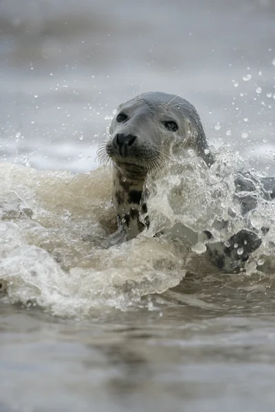 Grå sel, Halichoerus grypus – stockfoto