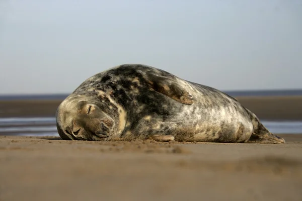 Серый тюлень, Halichoerus grypus — стоковое фото