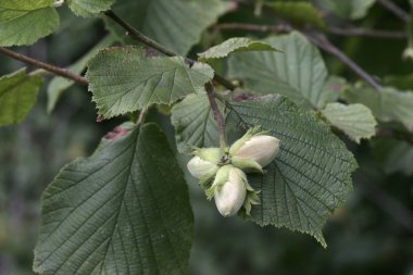 Ela fındık, corylus avellana,