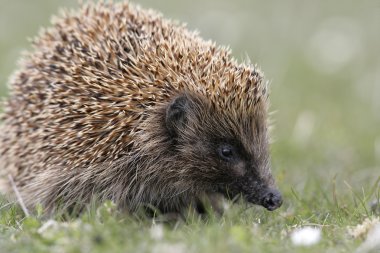 Kirpi kirpi europaeus