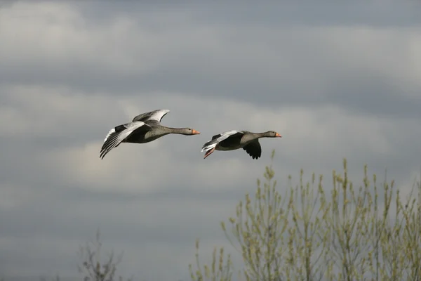 Ganso de Greylag, Anser anser —  Fotos de Stock