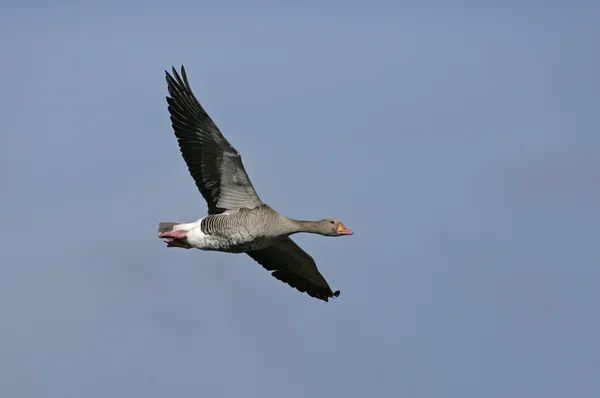 Greylag goose, Anser anser — Stock Photo, Image