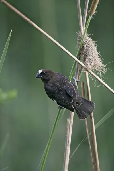 Grosbeak weaver, Amblyospiza albifrons, — Stock Photo, Image