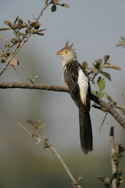 Guira kukačka, guira guira — Stock fotografie