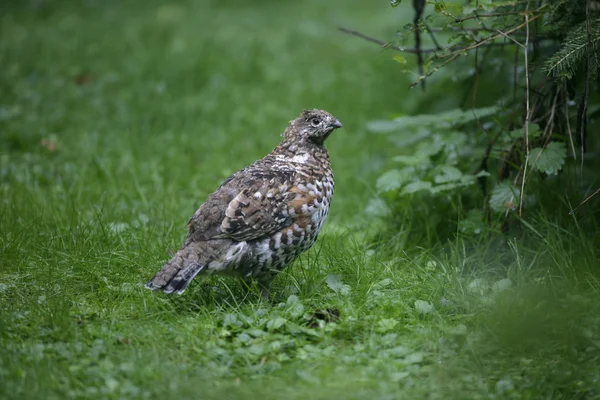 Hazel grouse, Bonasa bonasia — Stock Photo, Image