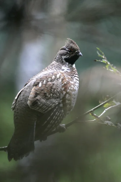 Hazel grouse, Bonasa bonasia — Stockfoto