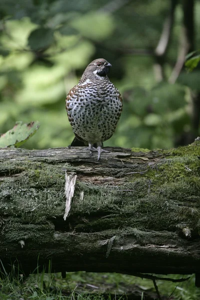 Hazel grouse, Bonasa bonasia — Stock Photo, Image