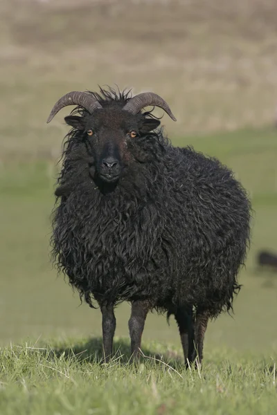 Hebridean black sheep — Stock Photo, Image