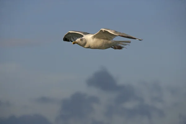 Gabbiano aringa, Larus argentatus — Foto Stock