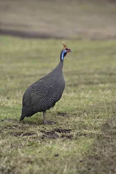 Guineafowl casco, Numida meleagris — Foto de Stock