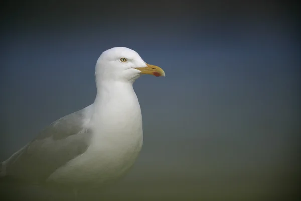 Silbermöwe, Larus argentatus — Stockfoto