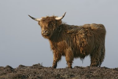 İskoçya Sığırları