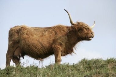 İskoçya Sığırları
