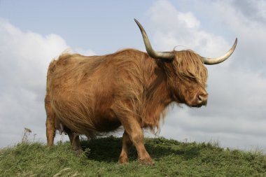 İskoçya Sığırları