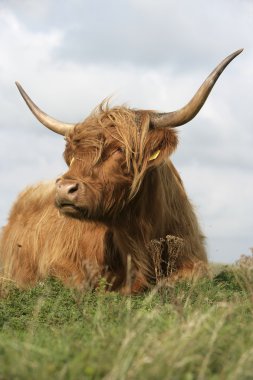 İskoçya Sığırları